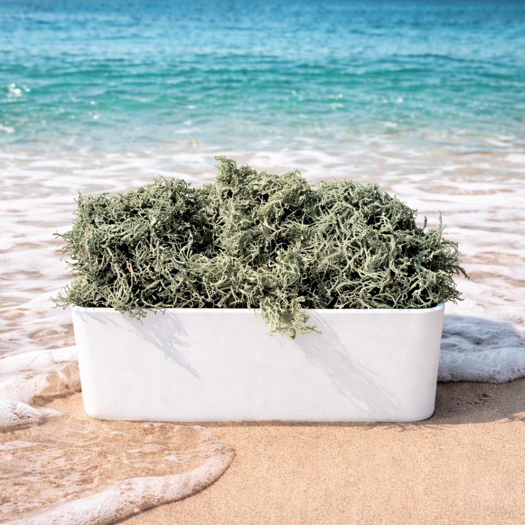 Green Sea Moss 2 oz - 8 oz