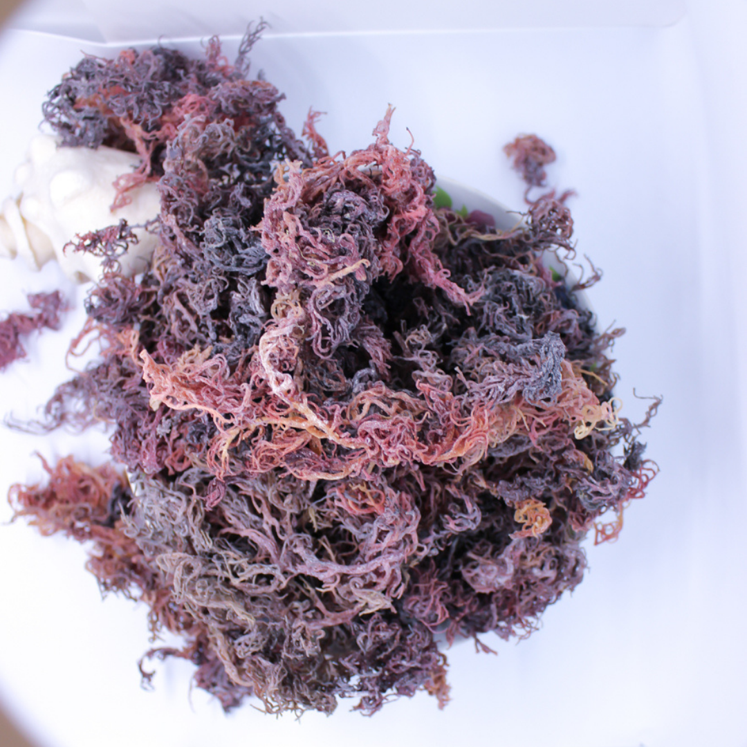 Sea Moss – All Colors (Retail)