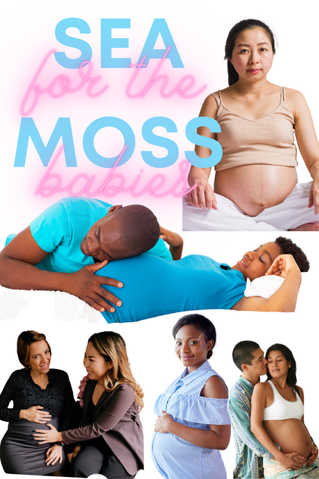 Sea Moss Does a Pregnant Body Good