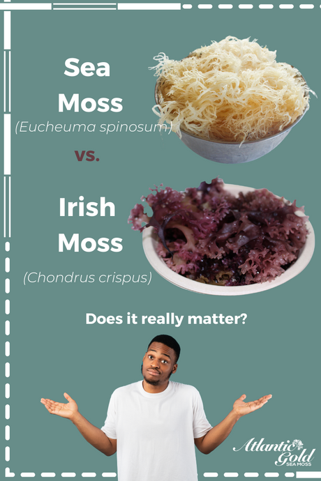 Sea Moss vs Irish Moss: What's the Difference?