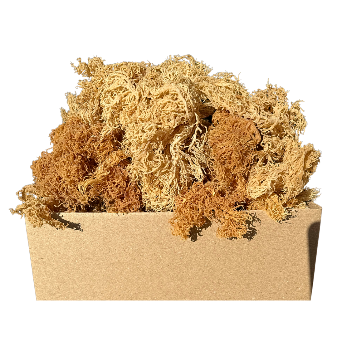Wholesale Wildcrafted Gold Sea Moss – Dried Raw Bulk 1LB to 50LB  – St Lucia