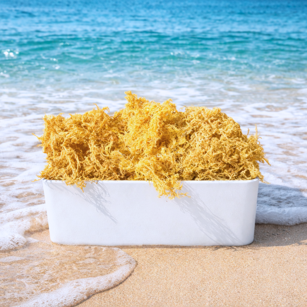 Wholesale Wildcrafted Gold Sea Moss – Dried Raw Bulk 1LB to 50LB  – St Lucia