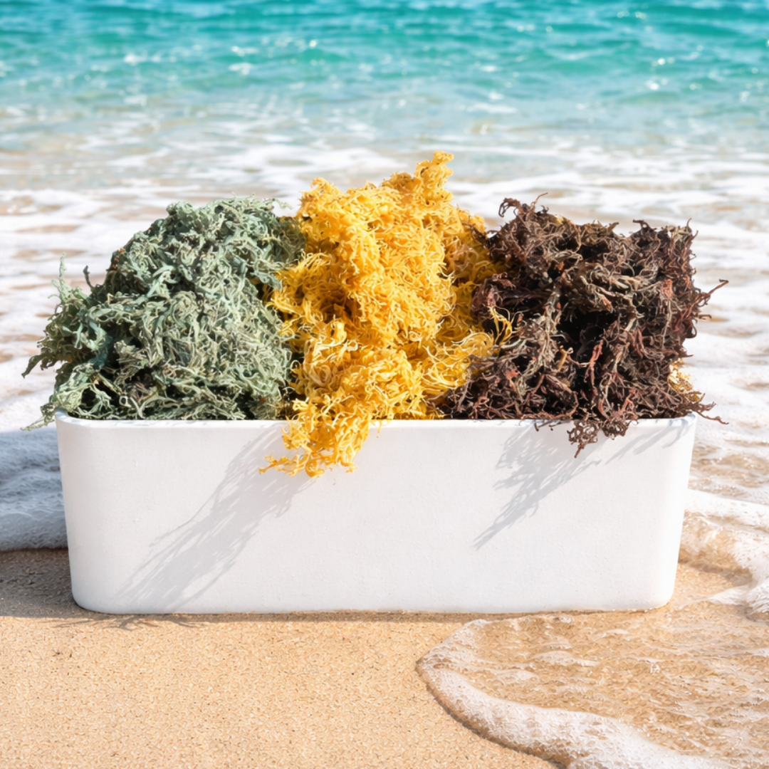 Wholesale Wildcrafted Gold Sea Moss – Dried Raw Bulk 1LB to 50LB  – St Lucia