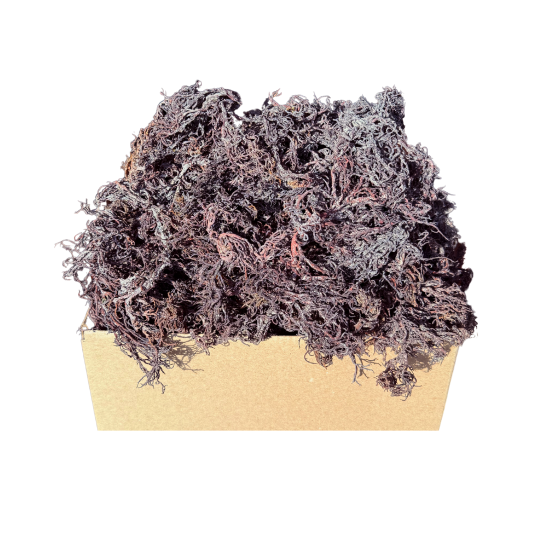 Wholesale Wildcrafted Gold Sea Moss – Dried Raw Bulk 1LB to 50LB  – St Lucia