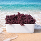 Wholesale Wildcrafted Gold Sea Moss – Dried Raw Bulk 1LB to 50LB  – St Lucia