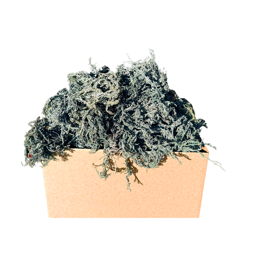 Wholesale Wildcrafted Gold Sea Moss – Dried Raw Bulk 1LB to 50LB  – St Lucia