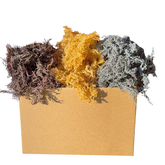 Sea Moss – All Colors (Wholesale Bulk)