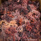 Purple Sea Moss - 2 oz - 5 lbs