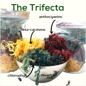 Wholesale Bulk Sea Moss