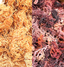 Load image into Gallery viewer, Gold &amp; Purp Sea Moss.
