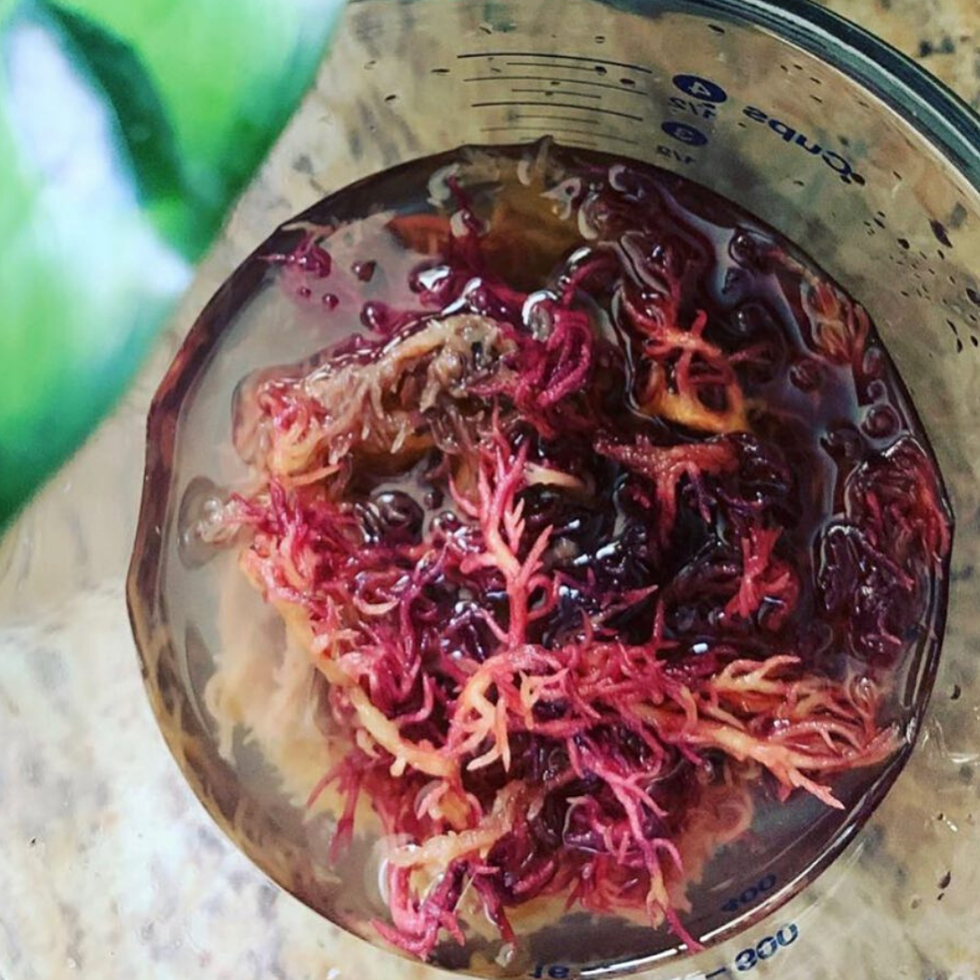 Purple Sea Moss.